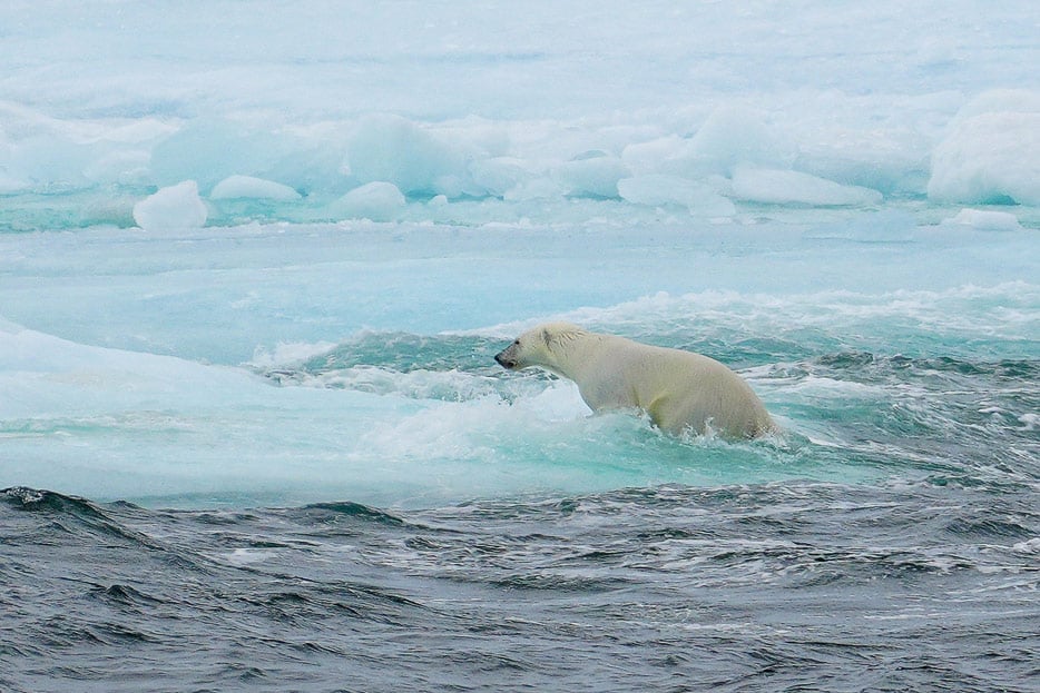 Eisbär