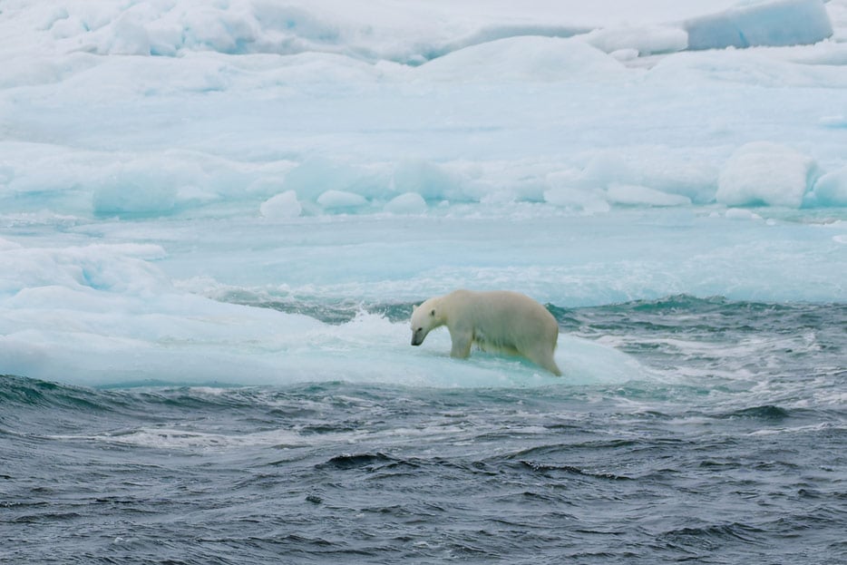 Eisbär