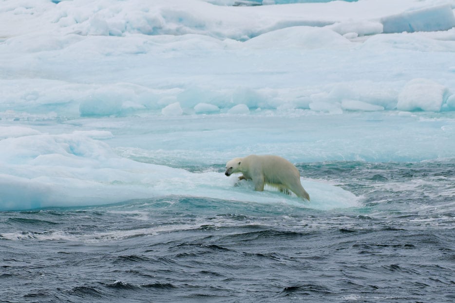 Eisbär