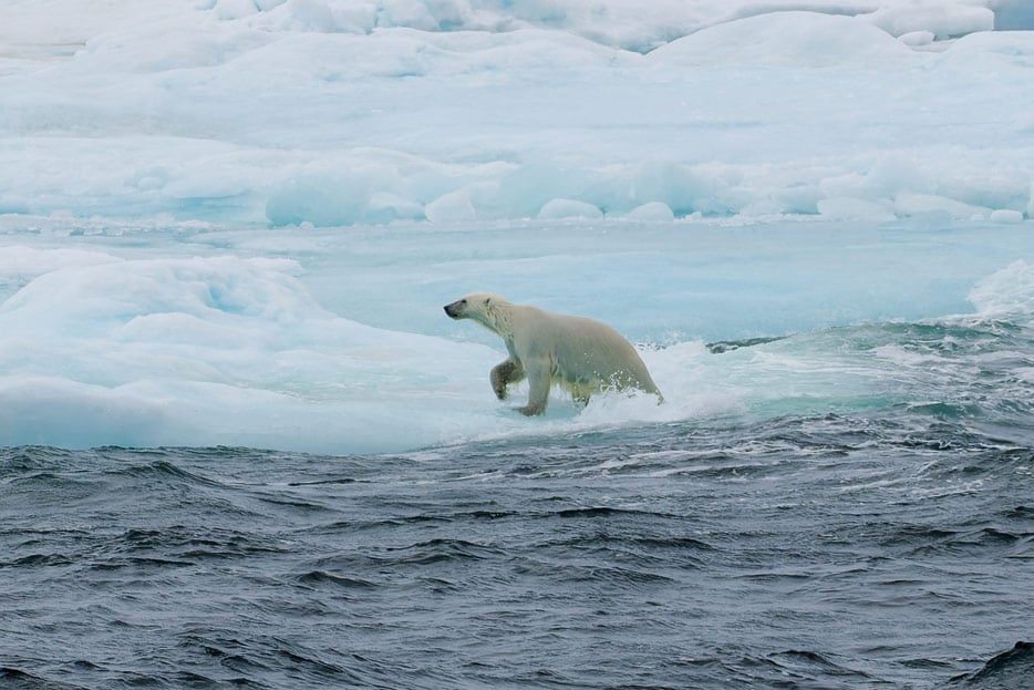 Eisbär