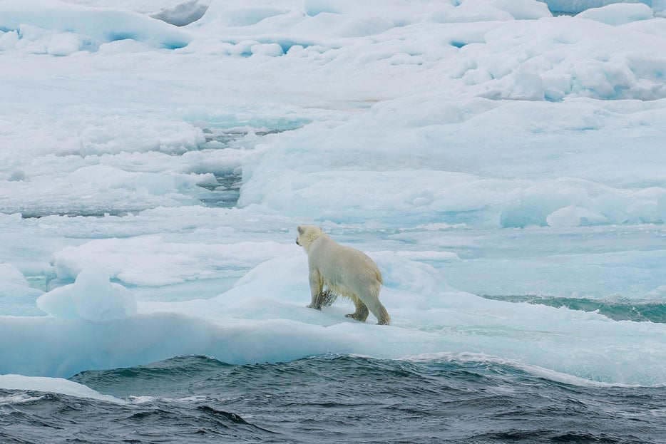 Eisbär