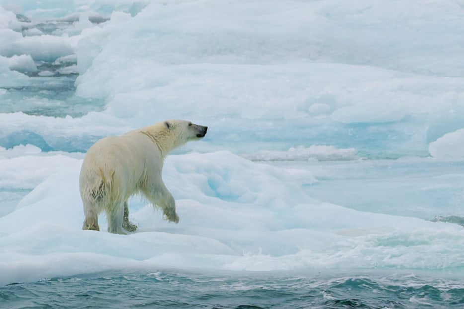 Eisbär