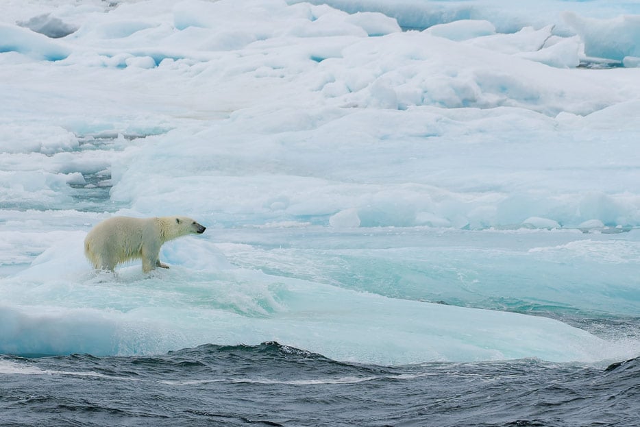 Eisbär