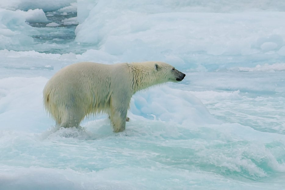 Eisbär