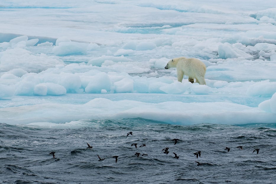 Eisbär