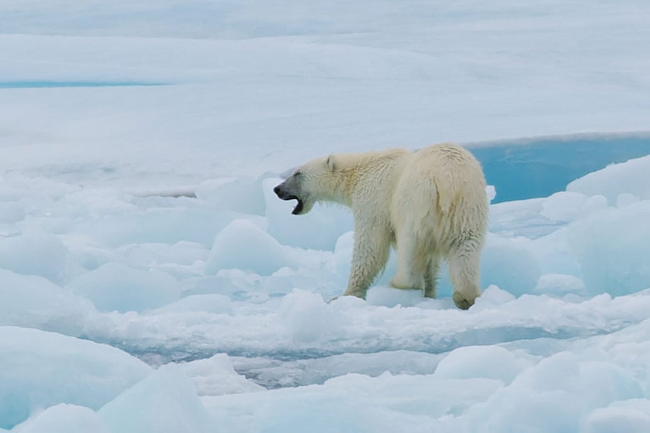 Eisbär
