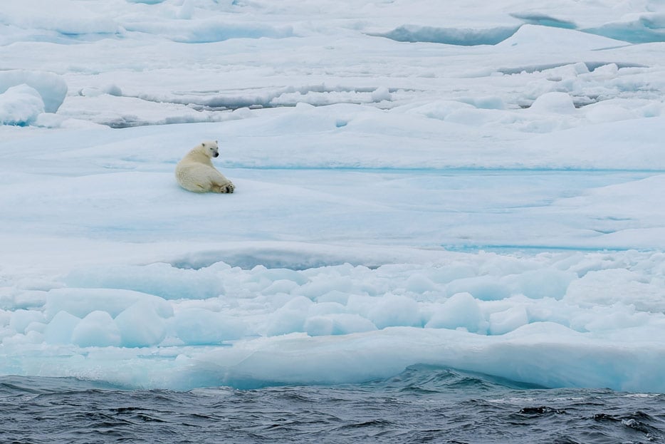 Eisbär