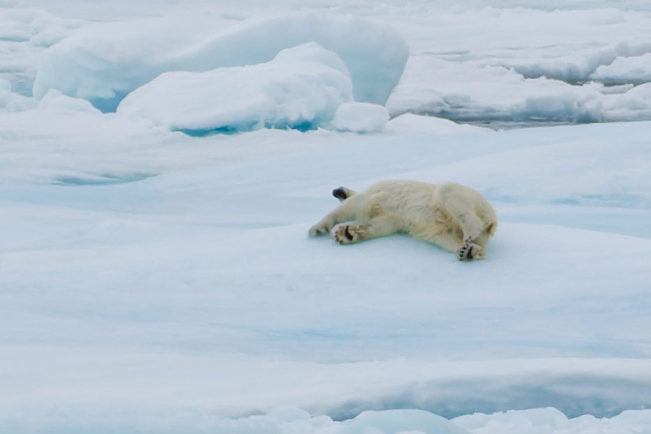 Eisbär