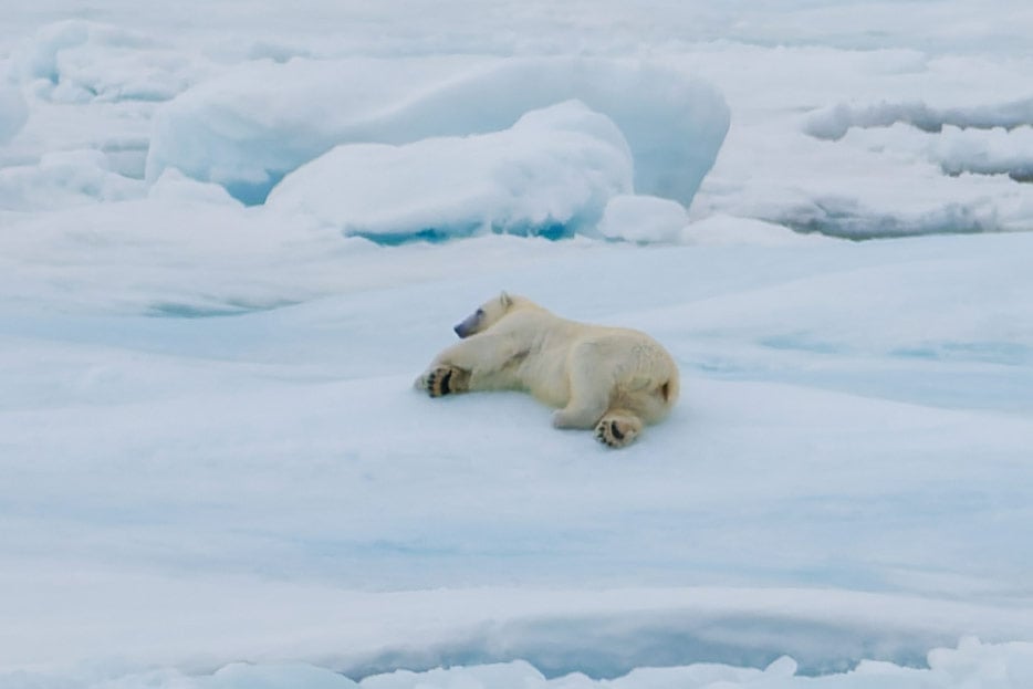 Eisbär
