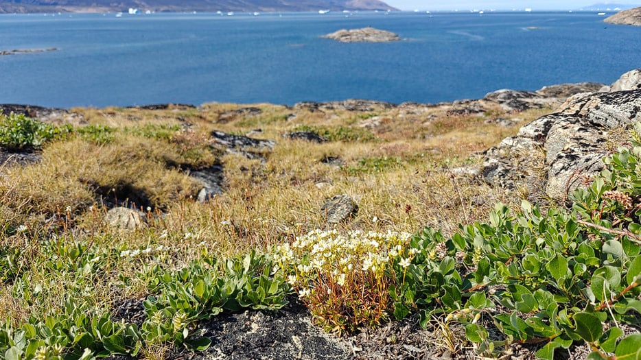 Uummannaq