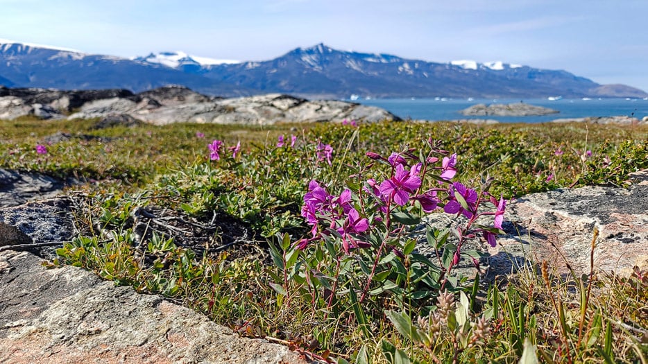 Uummannaq