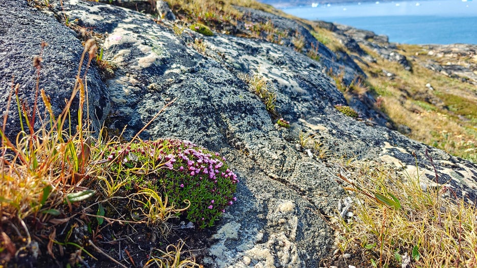 Uummannaq