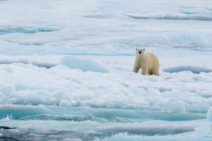 Eisbär