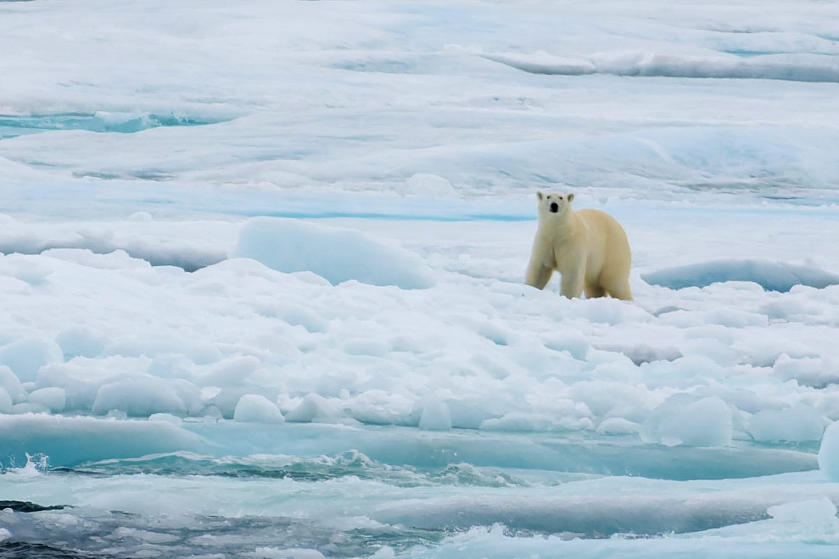 Eisbär