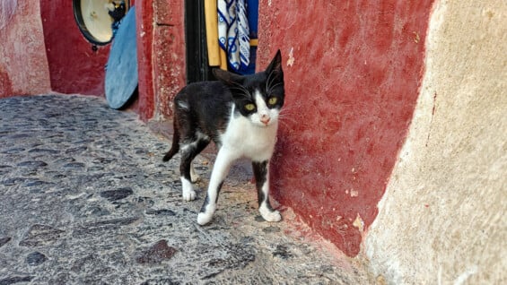 Oia