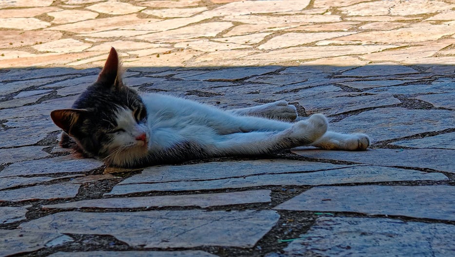 Katze beim Cafe Meltemi