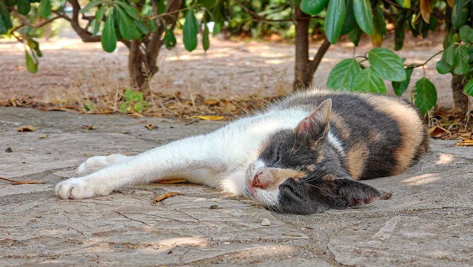 Kerkyra, Korfu