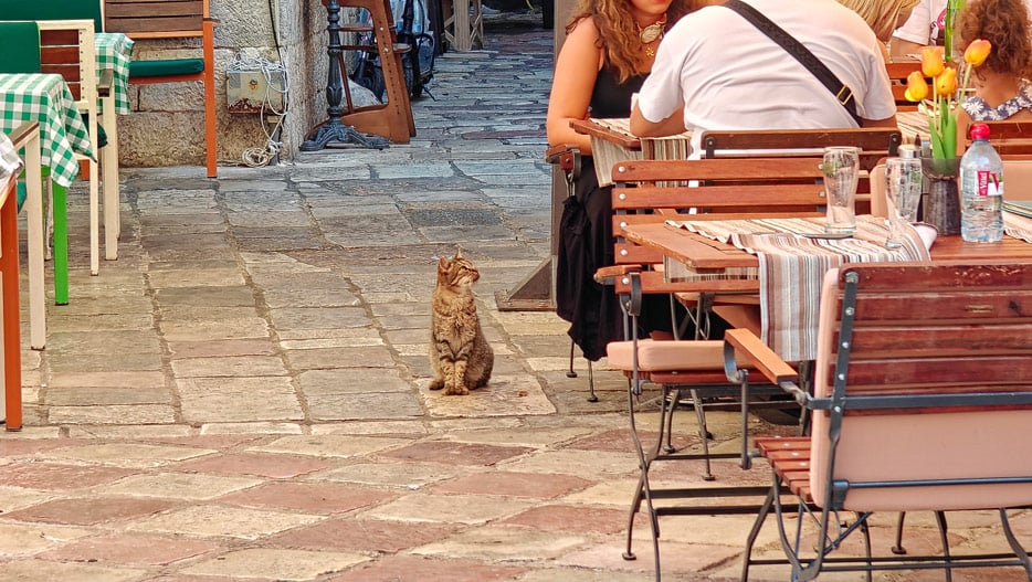 Katze in Kotor