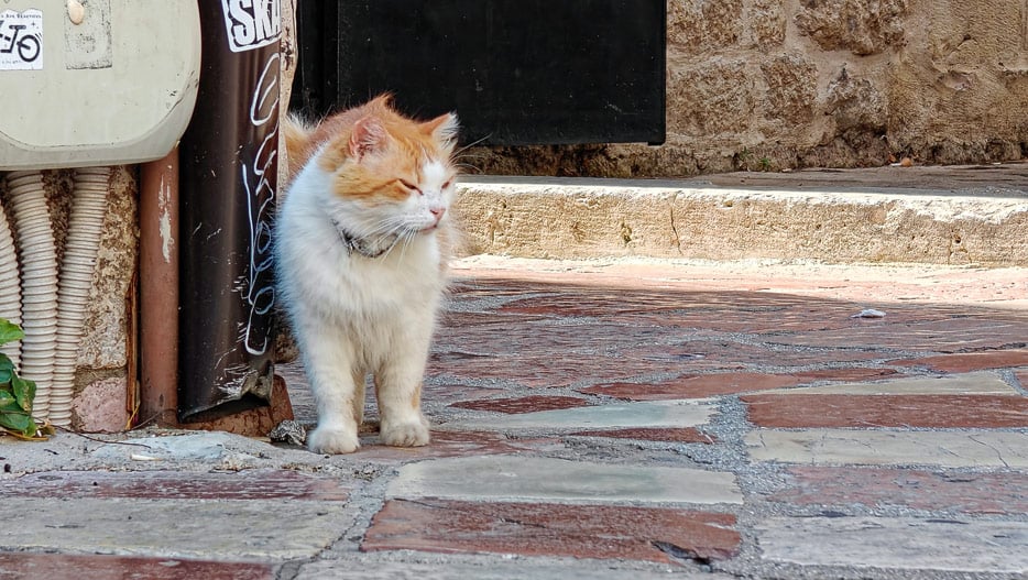 Katze in Kotor