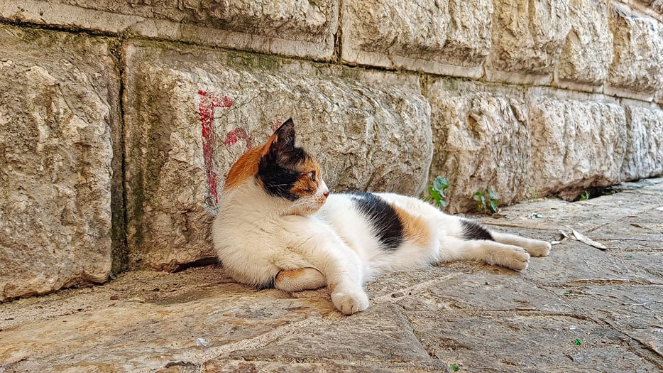 Katze in Kotor