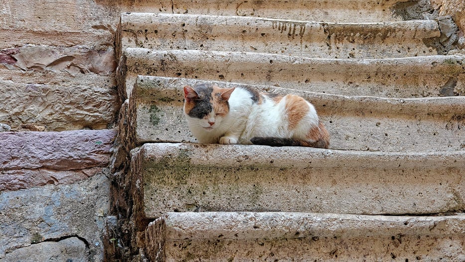 Katze in Kotor