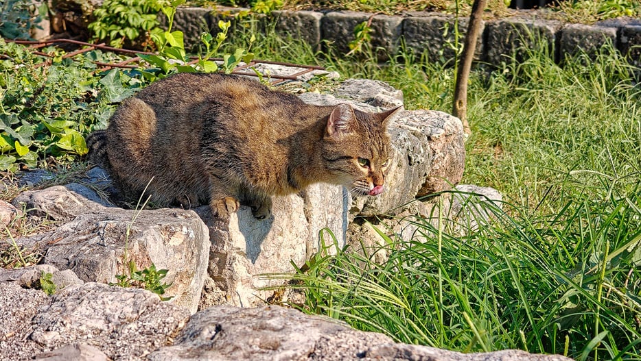 Katze in Kotor