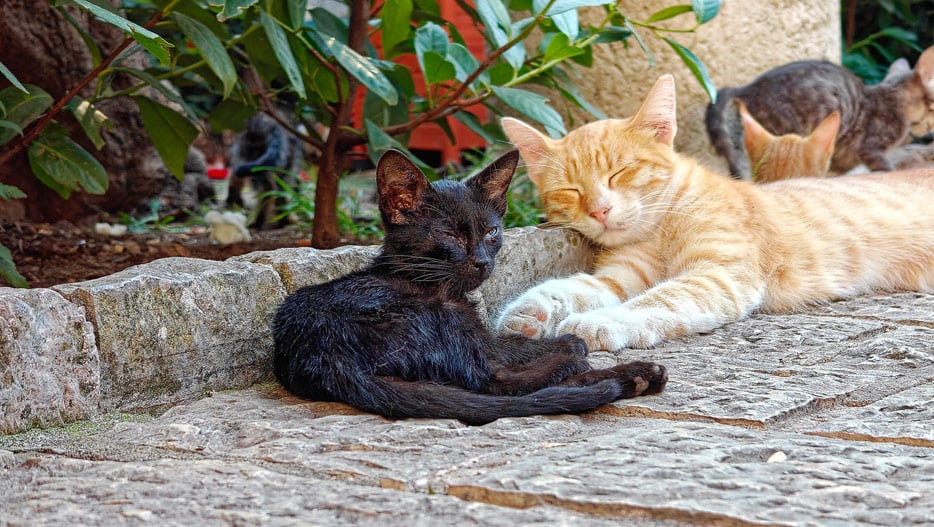 Katzen in Kotor