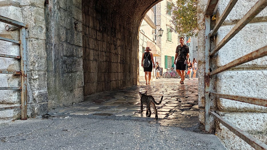 Katze in Kotor