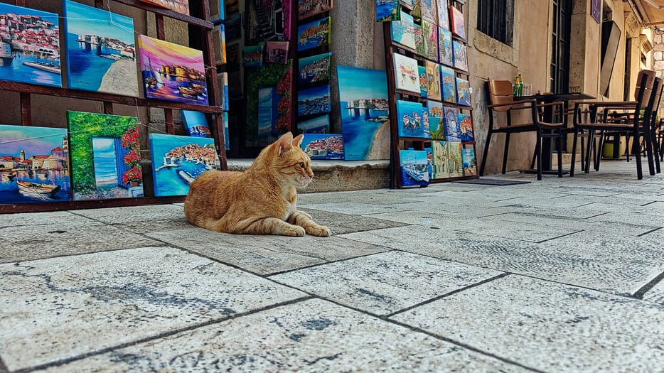 Katze in Dubrovnik