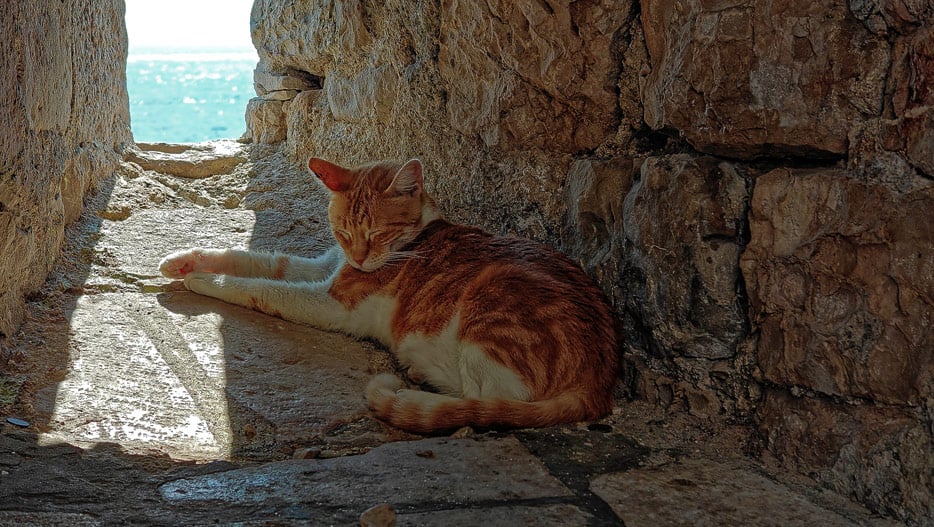 Katze in Dubrovnik
