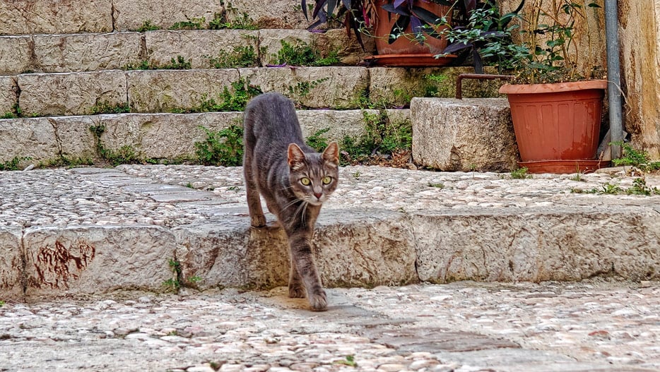 Katze in Dubrovnik