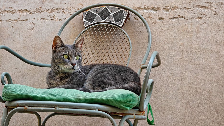 Katze in Dubrovnik