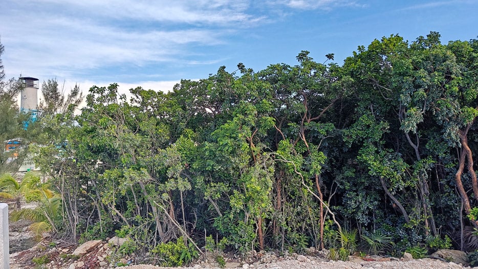 „Urwald“ auf Great Stirrup Cay