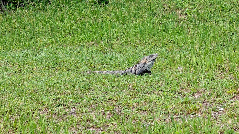 Leguan